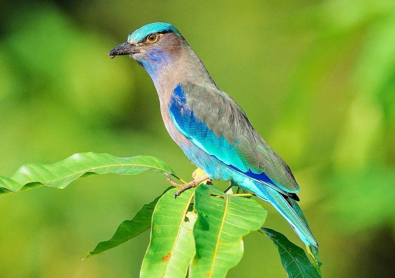 매남비치 Samui Blue Bird B&B 외부 사진
